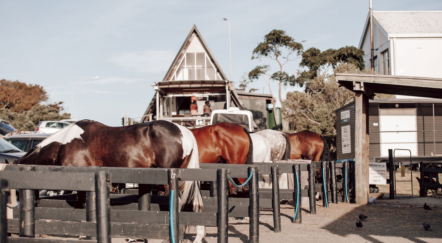 Horse Riding Auckland Meadowbank Pony Club